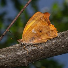 Temenis laothoe 403107511 by Elkin Meriño. Used under a CC BY 4.0 license.