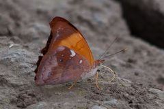 Temenis laothoe 64423780 by William Stephens. Used under a CC BY 4.0 license.