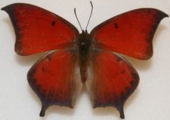 Anaea aidea by Meganmccarty (talk). Used under a Public domain license.