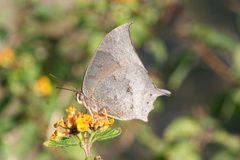 Anaea aidea 1 by Anne Toal from US. Used under a CC BY 2.0 license.