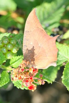 Anaea aidea 2 by Anne Toal from US. Used under a CC BY 2.0 license.