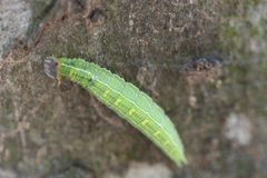 Anaea aidea caterpillar by Anne Toal from US. Used under a CC BY 2.0 license.