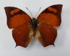 Anaea glycerium190379 by Atylotus. Used under a CC BY-SA 4.0 license.