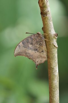 Anaea troglodyta 49401097 by Kristof Zyskowski. Used under a CC BY 4.0 license.