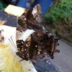 Hypna clytemnestra. Jazzy Leafwing - Flickr - gailhampshire by gailhampshire from Cradley, Malvern, U.K. Used under a CC BY 2.0 license.