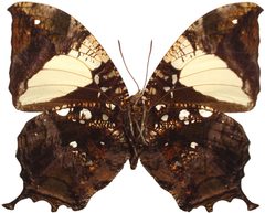 Hypna clytemnestra ventral Perou by Lsadonkey. Used under a CC BY-SA 4.0 license.