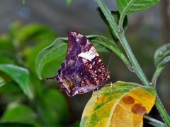 Nymphalidae - Hypna clytemnestra by Hectonichus. Used under a CC BY-SA 3.0 license.