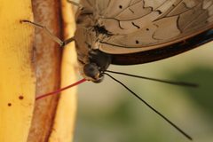 Archaeoprepona demophon feeding by Tim Sheerman-Chase. Used under a CC BY 2.0 license.