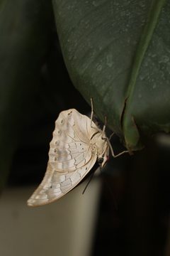 Archaeoprepona demophon hanging on a leaf by Tim Sheerman-Chase. Used under a CC BY 2.0 license.