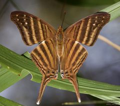 Marpesia chiron 244062838 by John Rosford. Used under a CC BY 4.0 license.