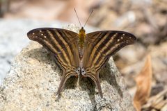 Marpesia chiron 289164282 by Anthony Batista. Used under a CC BY 4.0 license.