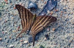 Marpesia chiron 340175012 by Márcia Cristina Martins da Silva. Used under a CC BY 4.0 license.