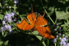 Marpesia petreus 1 by Anne Toal from US. Used under a CC BY 2.0 license.