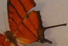 Marpesia petreus 2zz by Photo by David J. Stang. Used under a CC BY-SA 4.0 license.