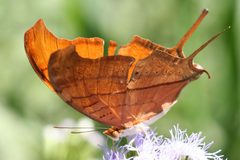Marpesia petreus 3 by Anne Toal from US. Used under a CC BY 2.0 license.
