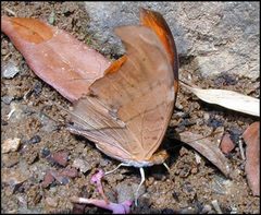 Marpesia petreus verso 4 by LOPEZ André. Used under a CC BY-SA 4.0 license.