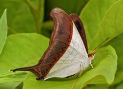 Marpesia zerynthia by Paolo Costa Baldi. Used under a CC BY 3.0 license.