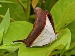 Marpesia zerynthia - Los Andes by Paolo Costa Baldi. Used under a CC BY 3.0 license.