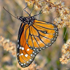 Danaus eresimus 001A by Bob Peterson. Used under a CC BY 4.0 license.