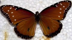 Danaus eresimus 0zz by Photo by David J. Stang. Used under a CC BY-SA 4.0 license.