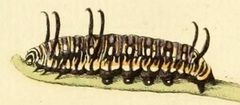 Danaus eresimus caterpillar by File:CramerAndStoll-uitlandsche kapellen supplement- pl. 06.jpg. Used under a Public domain license.