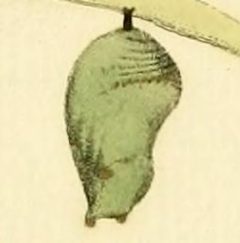 Danaus eresimus chrysalis by File:CramerAndStoll-uitlandsche kapellen supplement- pl. 06.jpg. Used under a Public domain license.