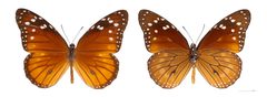 Danaus eresimus eresimus MHNT by Didier Descouens. Used under a CC BY-SA 3.0 license.
