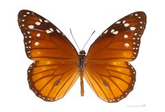Danaus eresimus eresimus MHNT dos by Didier Descouens. Used under a CC BY-SA 3.0 license.