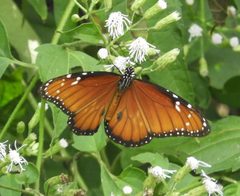 Danaus eresimus montezuma by Francisco Farriols Sarabia. Used under a CC BY 4.0 license.