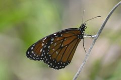 Danaus eresimus ssp. plexaure by Ben Phalan. Used under a CC BY 4.0 license.