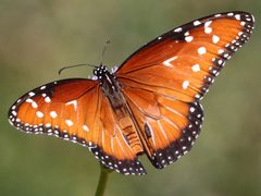 Danaus gilippus-male dorsal by Peterwchen. Used under a CC BY-SA 4.0 license.