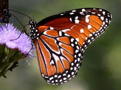 Danaus gilippus-male ventral by Peterwchen. Used under a CC BY-SA 4.0 license.