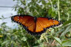 Danaus gilippus - California - Los Angeles Co. - 2023 - September by Jengod. Used under a CC BY-SA 4.0 license.