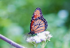 Danaus gilippus 001B Hor by Alejandro Santillana. Used under a CC0 license.