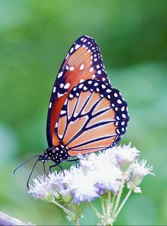 Danaus gilippus 001C Vert by Alejandro Santillana. Used under a CC0 license.