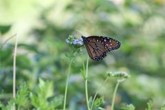Danaus gilippus 156589495 by Eli Diego Moreno. Used under a CC BY-SA 4.0 license.