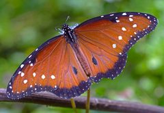 Danaus gilippus Quenn Butterfly by Alejandro Santillana. Used under a CC0 license.