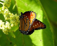 Danaus gilippus thersippus by Francisco Farriols Sarabia. Used under a CC BY 4.0 license.