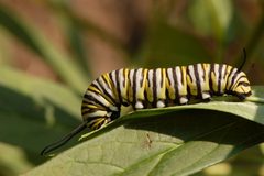 Monarch Butterfly Danaus plexippus Feeding Down 3008px by Photo (c)2007 Derek Ramsey (Ram-Man). Used under a GFDL 1.2 license.