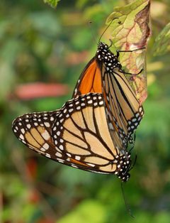 Monarch Butterfly Danaus plexippus Mating Vertical 1800px by Photo (c)2006 Derek Ramsey (Ram-Man). Used under a GFDL 1.2 license.