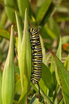 Monarch Butterfly Danaus plexippus Vertical Caterpillar 2000px by Photo (c)2007 Derek Ramsey (Ram-Man). Used under a GFDL 1.2 license.