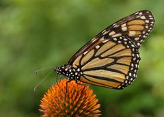Monarch Butterfly Danaus plexippus on Echinacea purpurea 2800px by Photo by and (c)2007 Derek Ramsey (Ram-Man). Used under a GFDL 1.2 license.