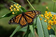 Monarch Butterfly Danaus plexippus on Milkweed Hybrid 2800px by Photo by and (c)2008 Derek Ramsey (Ram-Man). Used under a GFDL 1.2 license.