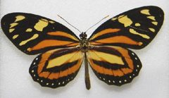 Lycorea halia by Julio A Genaro, Caribbean Natural History Group. Used under a Copyrighted free use license.