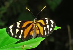 Lycorea halia 175523958 by Barry Cottam. Used under a CC BY 4.0 license.