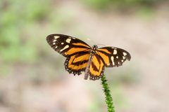 Lycorea halia 257743376 by Demian Hiß. Used under a CC BY 4.0 license.
