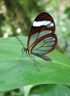 DirkvdM glasswing by wikipedia. Used under a CC BY-SA 3.0 license.