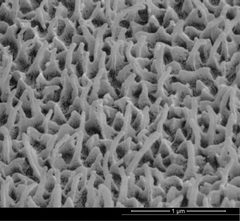 Glasswing nanostructures SEM by Radwanul. Used under a CC BY-SA 3.0 license.