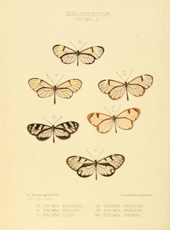 Illustrations of new species of exotic butterflies Ithomia X by William Chapman Hewitson
. Used under a Public domain license.