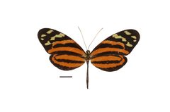 Flickr - ggallice - Melinea ethra lilis by Geoff Gallice from Gainesville, FL, USA. Used under a CC BY 2.0 license.